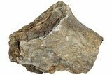 Fossil Dinosaur Limb Bone Section - Wyoming #233829-1